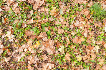 leaves in the park