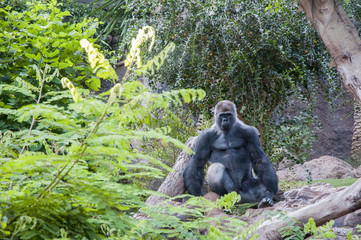 Gorilla quiet