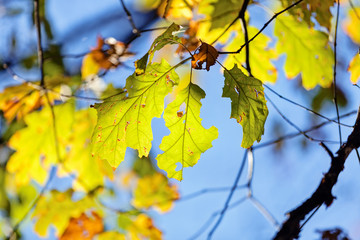 leaves in the park