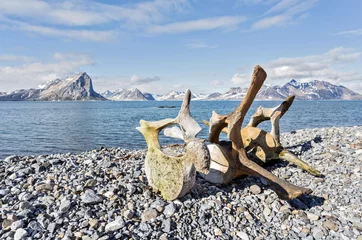 Poster Old whale bones on the coast of Spitsbergen, Arctic © Incredible Arctic