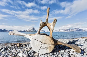 Photo sur Plexiglas Cercle polaire Vieux os de baleine sur la côte du Spitzberg, Arctique