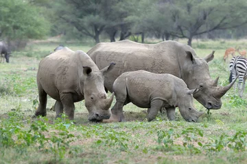 Foto op Plexiglas White rhino © dpreezg