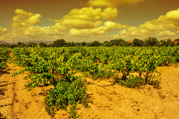 Fototapeta na wymiar a vineyard in a mediterranean country at sunset