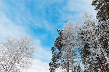 crown of trees in forest with blue sky