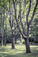 vintage like photo of some trees in a park