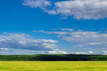 Fototapeta premium summer field