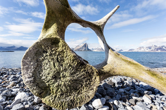 Old whale bone on the coast of Spitsbergen, Arctic