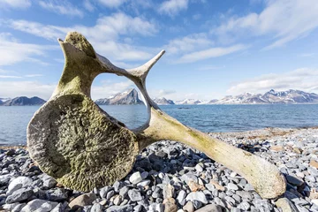 Gartenposter Old whale bone on the coast of Spitsbergen, Arctic © Incredible Arctic
