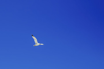 Obraz premium Martı