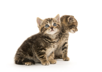 Obraz premium Two tabby kittens