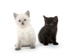 Two cute kittens