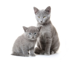 Gray cat and kitten