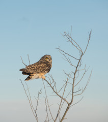 Short Eared Owl