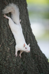 White squirrel on a tree