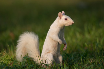 White squirrel in Olney