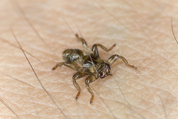 Deer fly, Lipoptena cervi crawling on human skin