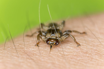 Deer fly, Lipoptena cervi crawling on human skin