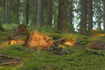 Sunlit stub in coniferous forest © Henrik Larsson