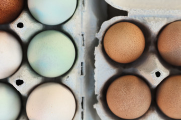 araucana and guineafowl egg still life