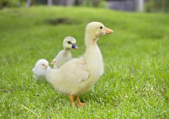 Two little ducks and chicken