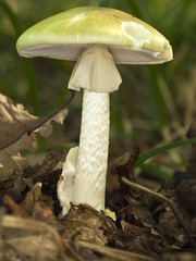 Grüner Knollenblätterpilz