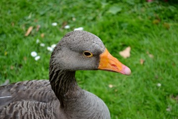 Grey goose portrait
