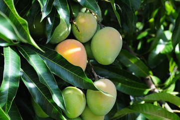 Ripe mangos on a tree