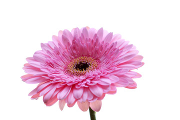 Roze Gerbera op witte achtergrond