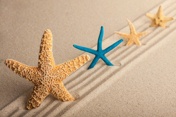 Fototapeta na wymiar Four starfish in the sand