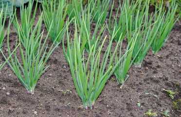 Close-up of the onion plantation in the vegetable garden