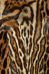 fur of ocelot
