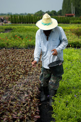 farmer using fertilizer