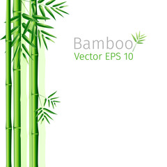 Fototapeta na wymiar vector illustration bunch of bamboo leaves background