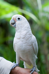 Cockatoo bird
