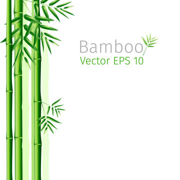 vector illustration  bunch of bamboo leaves background