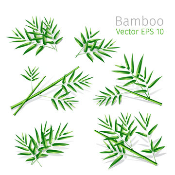 illustration with bamboo branches collection on white background