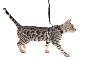 bengal cat © cynoclub