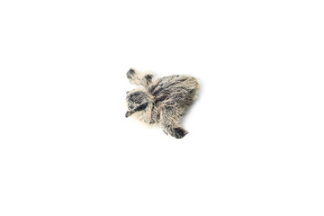 Newborn bird