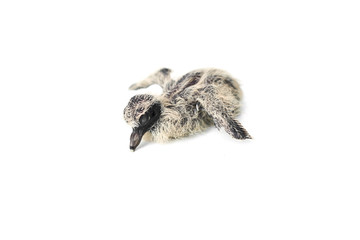 Newborn bird