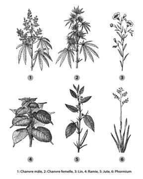 Plantes Industrielles