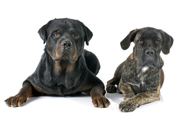 puppy cane corso and rottweiler