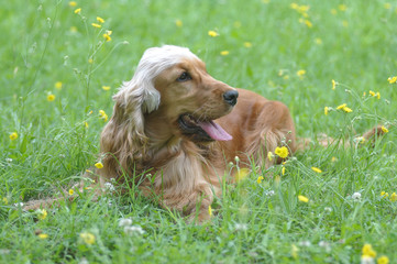 COCKER.