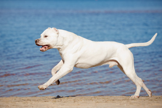 dogo argentino running on the beach