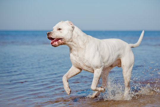 dogo argentino on the beach