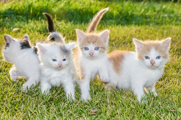 kittens on the grass