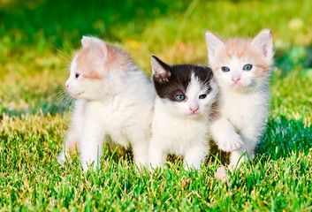 Fototapeta na wymiar kittens on the grass
