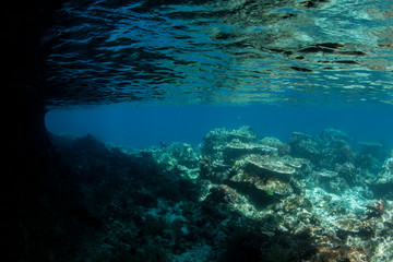 Coral Reef and Island Undercut