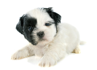 puppy shih tzu