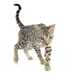 bengal cat