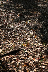 Fototapeta premium 落ち葉